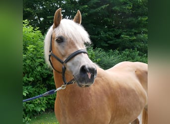 Hafliger, Klacz, 8 lat, 148 cm