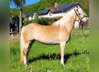 Hafliger, Klacz, 8 lat, 150 cm, Kasztanowata