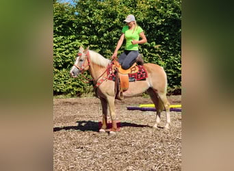Hafliger, Klacz, 8 lat, 150 cm, Kasztanowata