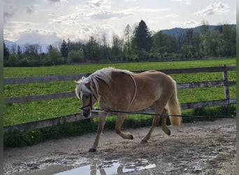Hafliger, Klacz, 8 lat, 153 cm, Bułana