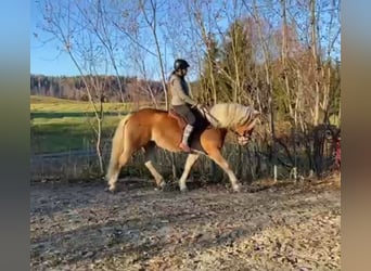 Hafliger, Klacz, 8 lat, 153 cm, Bułana