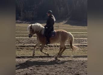 Hafliger, Klacz, 8 lat, 157 cm, Kasztanowata