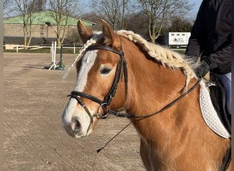 Hafliger, Klacz, 9 lat, 144 cm, Kasztanowata