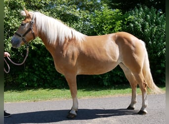 Hafliger, Klacz, 9 lat, 144 cm, Kasztanowata