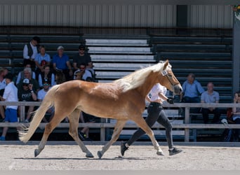 Hafliger, Klacz, 9 lat, 146 cm, Kasztanowata