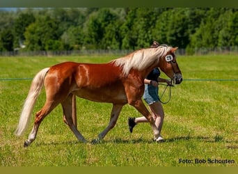 Hafliger, Klacz, 9 lat, 146 cm, Kasztanowata