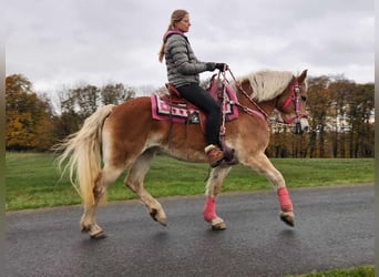 Hafliger, Klacz, 9 lat, 150 cm, Kasztanowata