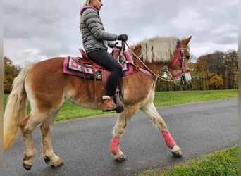 Hafliger, Klacz, 9 lat, 150 cm, Kasztanowata