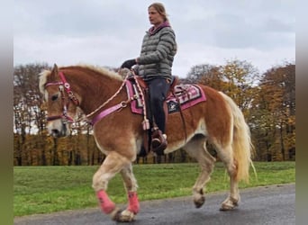 Hafliger, Klacz, 9 lat, 150 cm, Kasztanowata