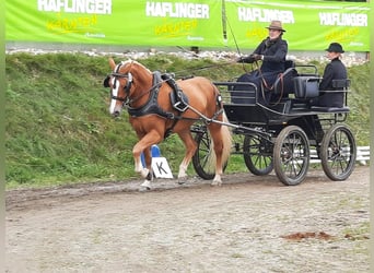 Hafliger, Klacz, 9 lat, 152 cm, Kasztanowata