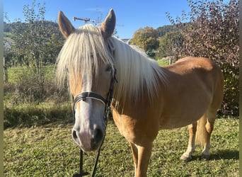 Hafliger, Klacz, 9 lat, 153 cm, Izabelowata