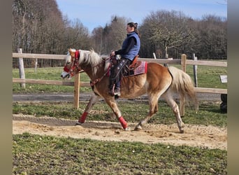 Hafliger, Klacz, 9 lat, 154 cm, Kasztanowata