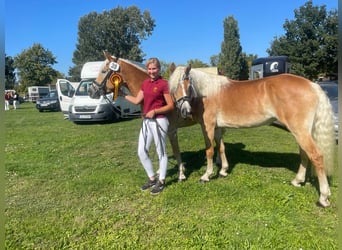 Hafliger, Klacz, 9 lat, 154 cm, Kasztanowata