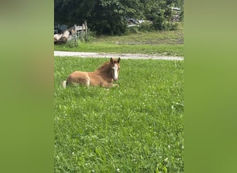 Hafliger Mix, Klacz, Źrebak (05/2025), Ciemnokasztanowata