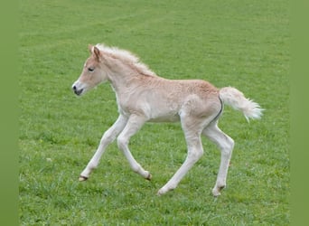 Hafliger, Klacz, Źrebak (03/2024)