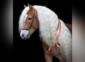 Hafliger, Ogier, 11 lat, 157 cm, Kasztanowata