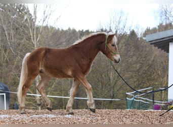 Hafliger, Ogier, 2 lat, 148 cm
