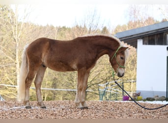 Hafliger, Ogier, 2 lat, 148 cm