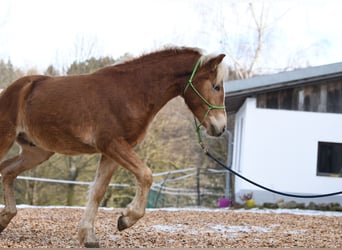 Hafliger, Ogier, 2 lat, 148 cm