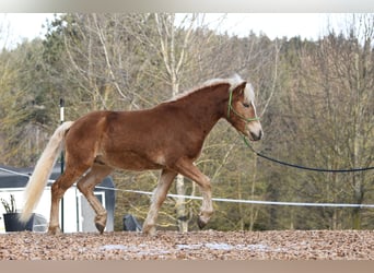 Hafliger, Ogier, 2 lat, 148 cm