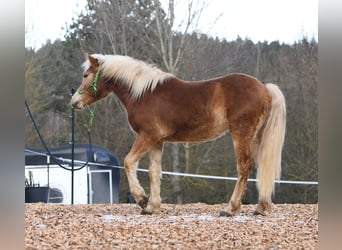 Hafliger, Ogier, 2 lat, 148 cm