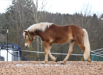 Hafliger, Ogier, 2 lat, 148 cm