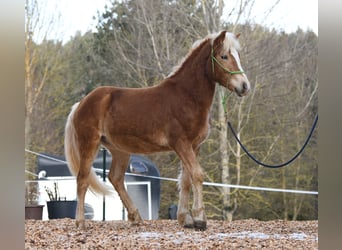 Hafliger, Ogier, 2 lat, 148 cm