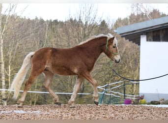 Hafliger, Ogier, 2 lat, 148 cm