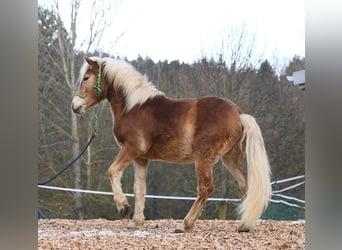 Hafliger, Ogier, 2 lat, 148 cm