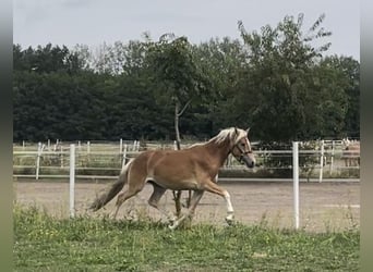 Hafliger, Ogier, 2 lat, 149 cm