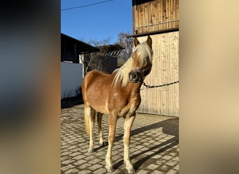 Hafliger, Ogier, 2 lat, 150 cm, Kasztanowata