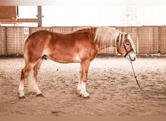 Hafliger, Ogier, 3 lat, 148 cm, Kasztanowata