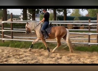 Hafliger, Ogier, 3 lat, 150 cm, Kasztanowata