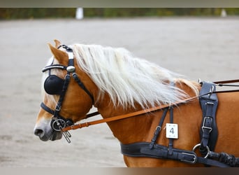 Hafliger, Ogier, 3 lat, 156 cm, Kasztanowata