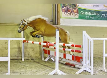 Hafliger, Ogier, 3 lat, 156 cm, Kasztanowata