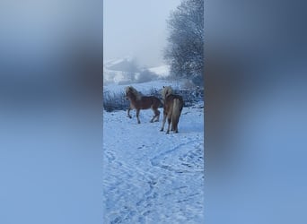 Hafliger, Ogier, 3 lat