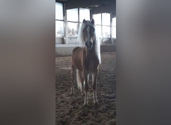 Hafliger, Ogier, 4 lat, 149 cm, Kasztanowata