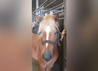 Hafliger, Ogier, 5 lat, 147 cm, Kasztanowata