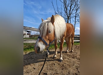 Hafliger, Ogier, 5 lat, 153 cm, Ciemnokasztanowata