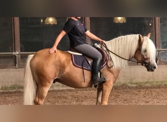 Hafliger, Ogier, 5 lat, 153 cm