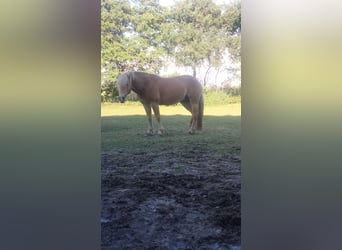 Hafliger, Ogier, 6 lat, 145 cm, Ciemnogniada