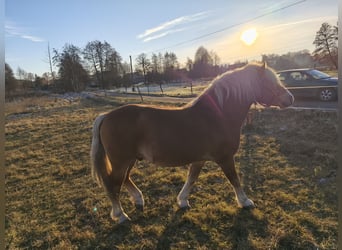 Hafliger, Ogier, 6 lat, 149 cm, Jasnogniada