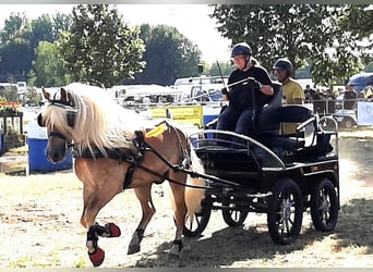 Hafliger, Ogier, 7 lat, 148 cm, Kasztanowata
