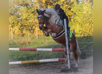 Hafliger, Ogier, 7 lat, 148 cm, Kasztanowata