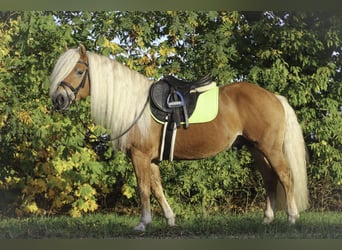 Hafliger, Ogier, 7 lat, 148 cm, Kasztanowata