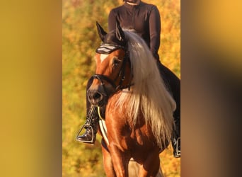 Hafliger, Ogier, 7 lat, 148 cm, Kasztanowata