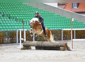 Hafliger, Ogier, 7 lat, 153 cm, Kasztanowata