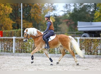 Hafliger, Ogier, 7 lat, 153 cm, Kasztanowata