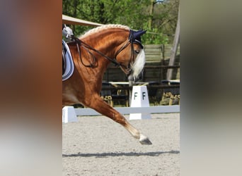 Hafliger, Ogier, 9 lat, 150 cm