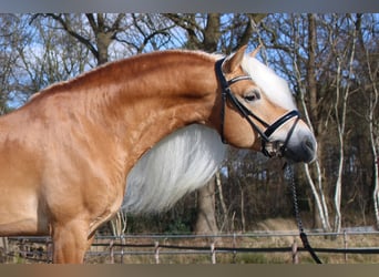 Hafliger, Ogier, 9 lat, 150 cm